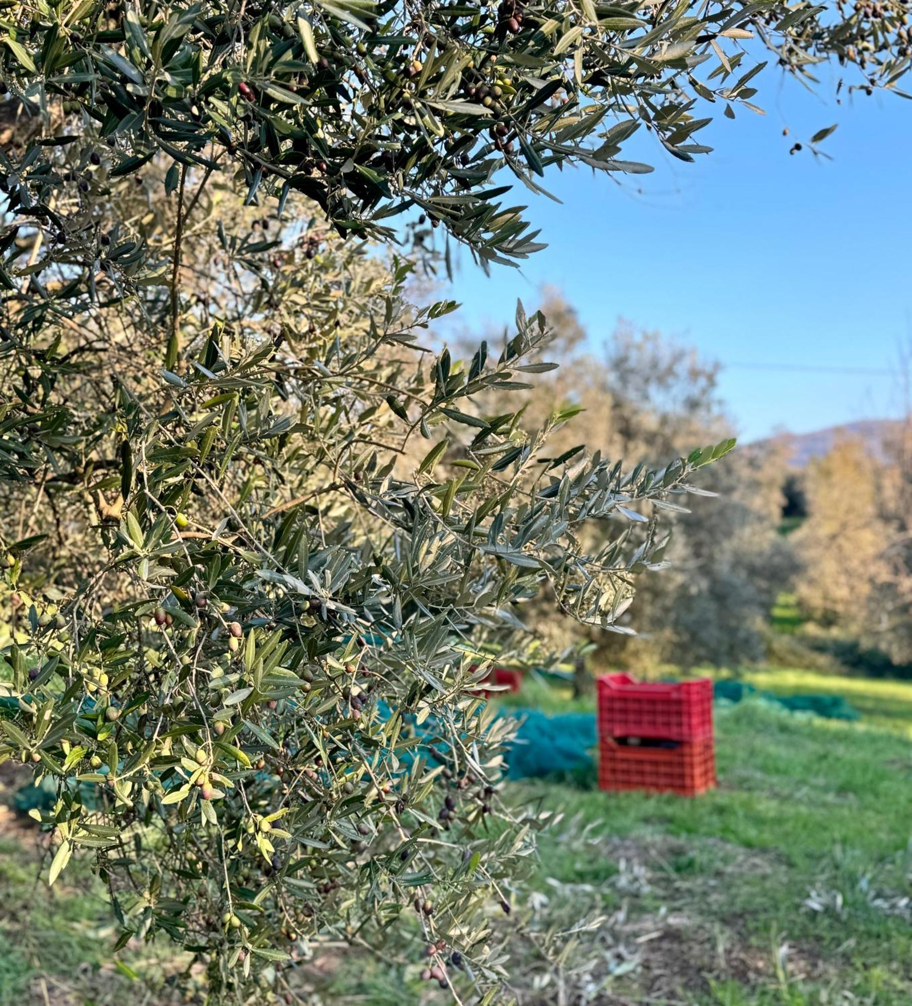 Podere Il Casone Serravalle Pistoiese المظهر الخارجي الصورة